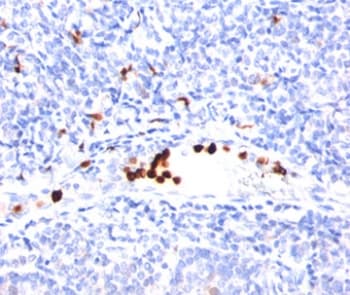 Granulocyte Antibody (clone BM-2)