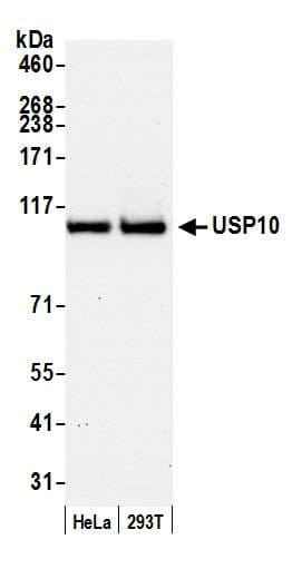IHC-plus™ USP10 Antibody (aa50-100)
