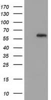 GBP5 Antibody (clone OTI4D9)