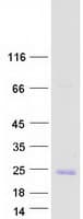 Human PERP Protein (Recombinant Myc-DDK (Flag))