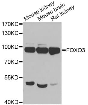 FOXO3 / FOXO3A Antibody