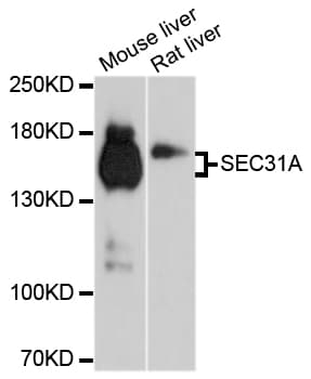 SEC31A / HSPC275 Antibody