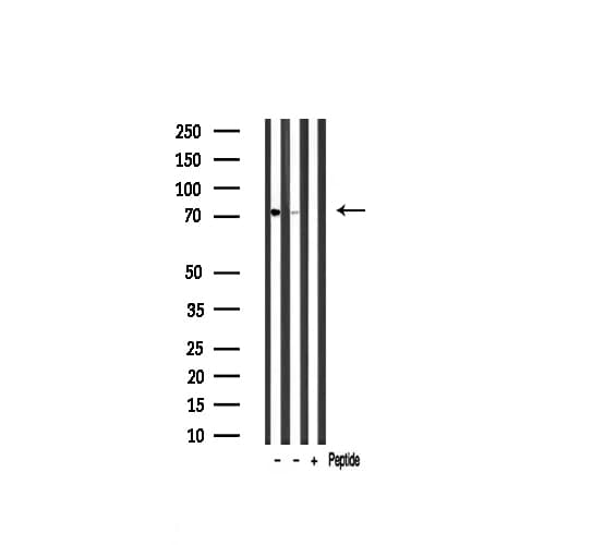 AKAP8 / AKAP95 Antibody