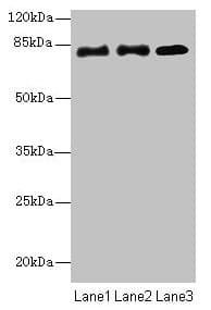 Polyclonal Rabbit anti-Human CPEB4 Antibody (WB)
