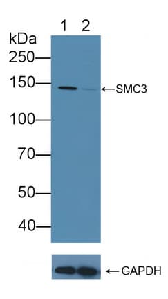 SMC3 / HCAP Antibody (aa994-1181)