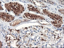 FBXO21 Antibody (clone OTI3C11, Carrier-free)