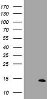 Paraplegin / SPG7 Antibody (clone OTI9F12)