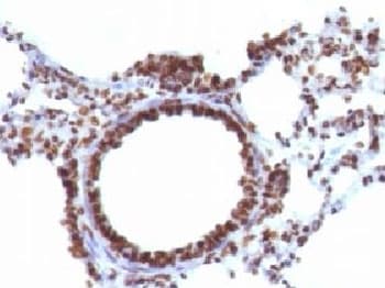 Nuclear Antigen Antibody (clone NM106, Ready-to-Use)