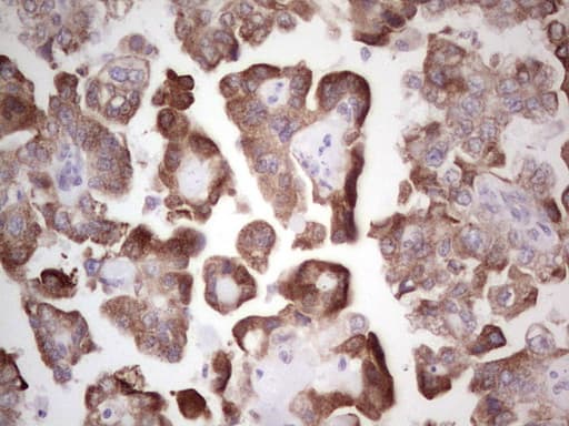 BHLHE41 / BHLHB3 / SHARP1 Antibody (aa1-297, clone OTI5B1)