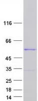 Human YBX1 / YB1 Protein (Recombinant Myc-DDK (Flag))