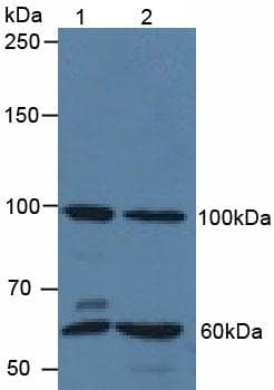QSOX1 / QSCN6 Antibody (aa394-519, PE)