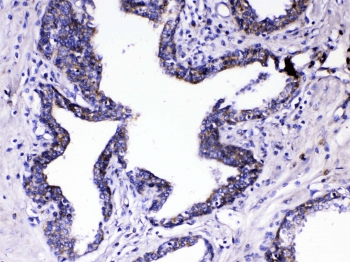 RLN1 / Relaxin Antibody