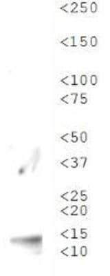 HIST3H3 Antibody (Me3-Lys56)