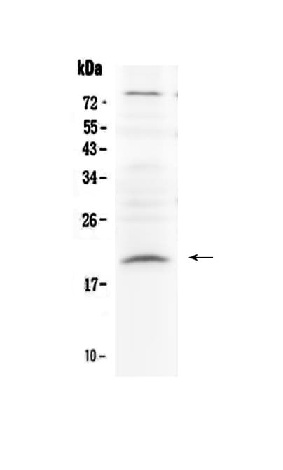 Polyclonal Rabbit anti-Human RLN1 / Relaxin Antibody (IHC, WB)