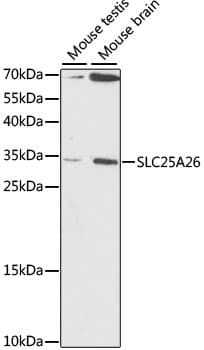 Polyclonal Rabbit anti-Human SLC25A26 Antibody (WB)