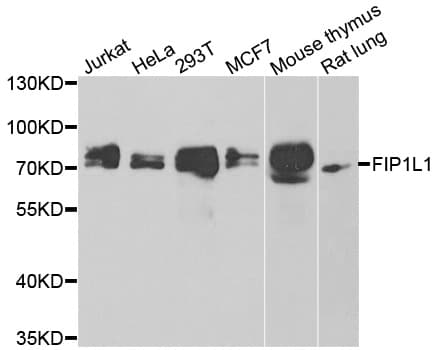 HFip1 / FIP1L1 Antibody