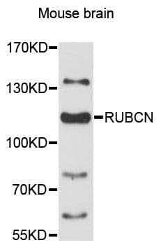 Polyclonal Rabbit anti-Human KIAA0226 / RUBICON Antibody (WB)
