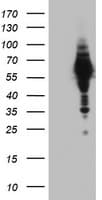 NAB1 Antibody (aa237-487, clone OTI1B1)