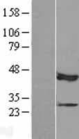 MBIP Protein (Over-Expression Lysate Myc-DDK (Flag))