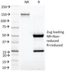 Ig Kappa Light Chain Antibody (clone KLC1278, Azide-free, BSA-free)