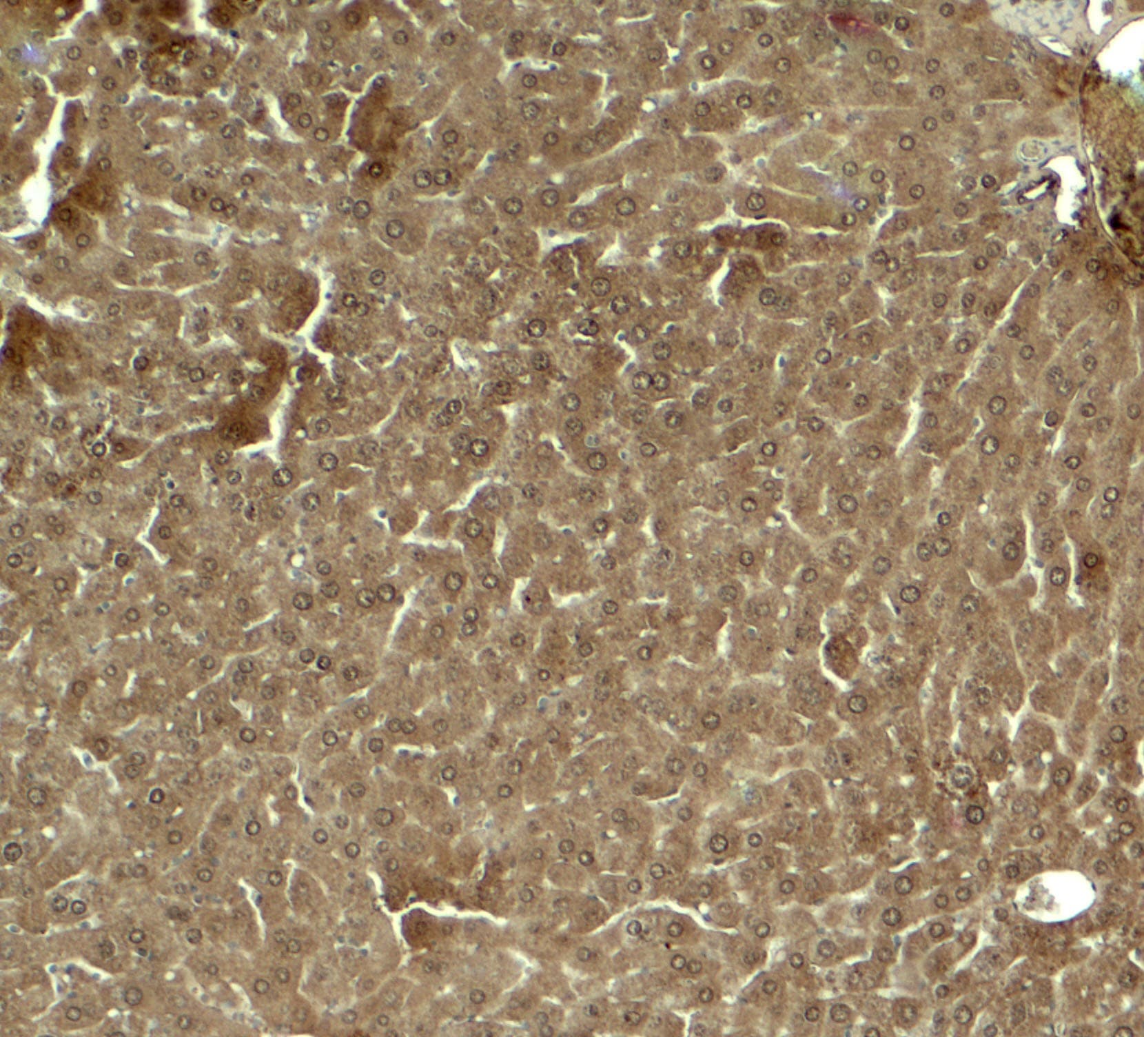 IHC-plus™ KLF17 Antibody