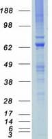 Human MYLK2 Protein (Recombinant Myc-DDK (Flag))