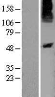 P2Y10 / P2RY10 Protein (Over-Expression Lysate Myc-DDK (Flag))
