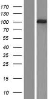 RALGDS Protein (Over-Expression Lysate Myc-DDK (Flag))