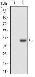 Monoclonal Mouse anti-Human CD7 Antibody (clone 4D4F8, aa72-175, IHC, WB)