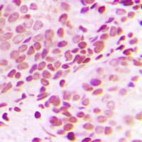 Polyclonal Rabbit anti-Human Histone H3 Antibody (N-Terminus, IHC, IF, WB)