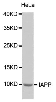 IHC-plus™ IAPP / Amylin Antibody