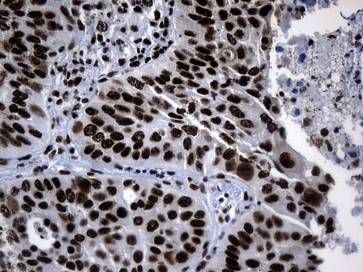 POLR2A / RNA polymerase II Antibody (aa1351-1614, clone OTI3C8, Carrier-free)