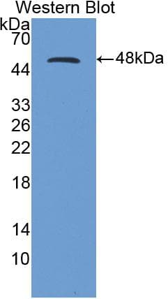 CD40L Antibody (aa111-261, Cy3)