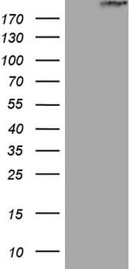 Monoclonal Mouse anti-Human STAB2 / HARE Antibody (clone OTI2A8, aa1914-2194, WB)