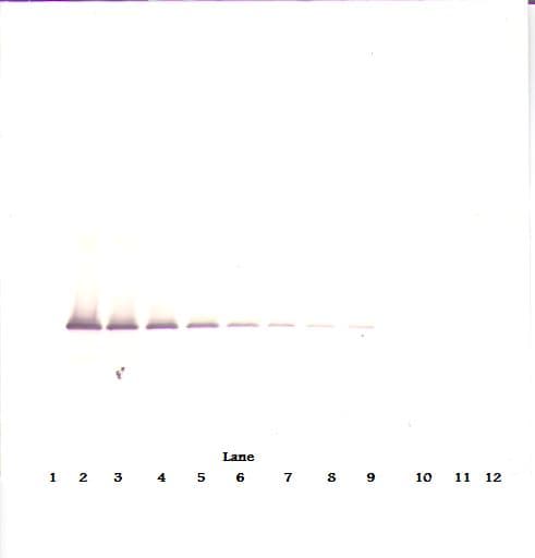 IHC-plus™ IGFBP7 / TAF Antibody