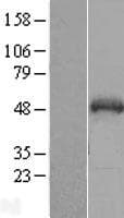 SNIP1 Protein (Over-Expression Lysate Myc-DDK (Flag))