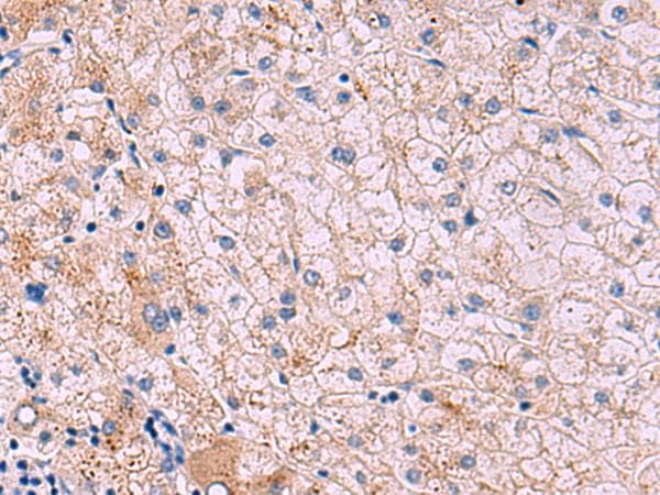 JAM3 Antibody
