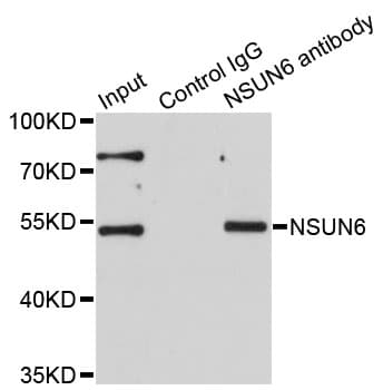 NSUN6 Antibody
