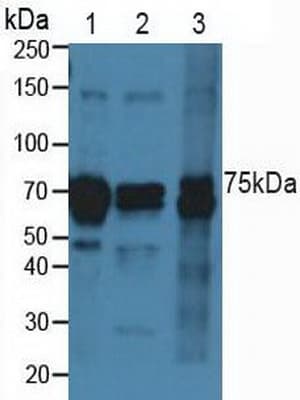 CD144 / CDH5 / VE Cadherin Antibody (aa69-391, PE)