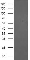 CD19 Antibody (clone OTI1E9, Carrier-free)