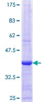 Human RPS6KA5 / MSK1 Protein (Recombinant GST, N-terminus)