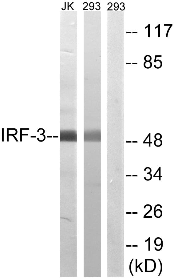 IRF3 Antibody (aa352-401)