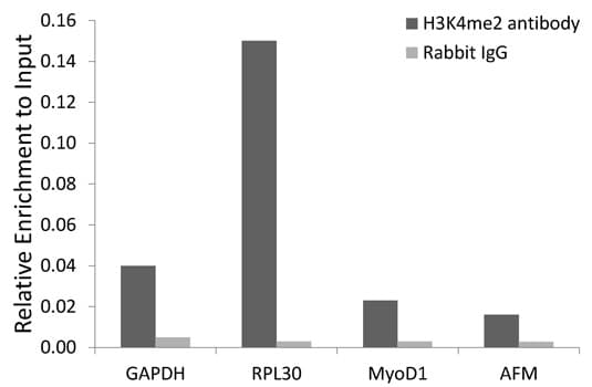 Polyclonal Rabbit anti-Human Histone H3 Antibody (Di-Methyl-Lys4, IHC, IF, WB)
