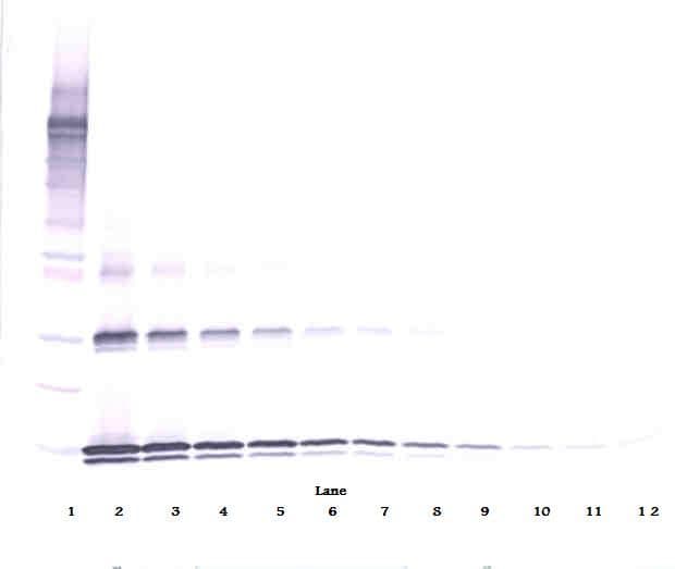 IHC-plus™ IL31 Antibody