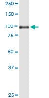 Monoclonal Mouse anti-Human SORT1 / Sortilin Antibody (clone 1B3, WB)