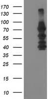 KATNB1 Antibody (clone OTI5F9)