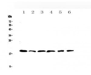 IL-10 Antibody