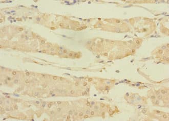ASTL Antibody