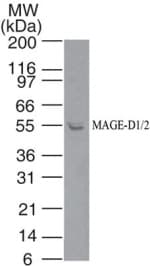 MAGED1/2 Antibody
