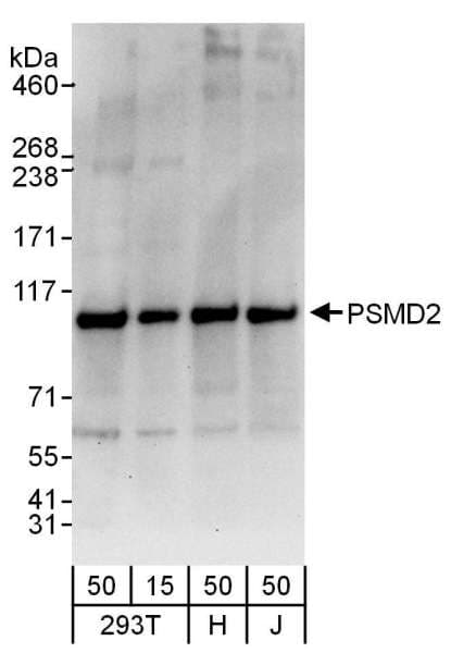 PSMD2 Antibody (aa1-50)